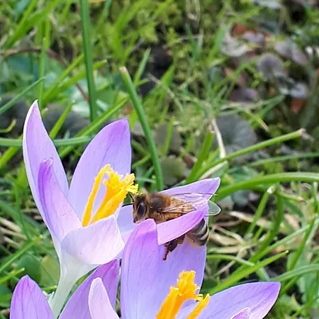 Stadtrand Haushaelfte Vakantiehuis *